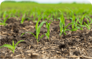 Young corn plants growing in fertile soil.
